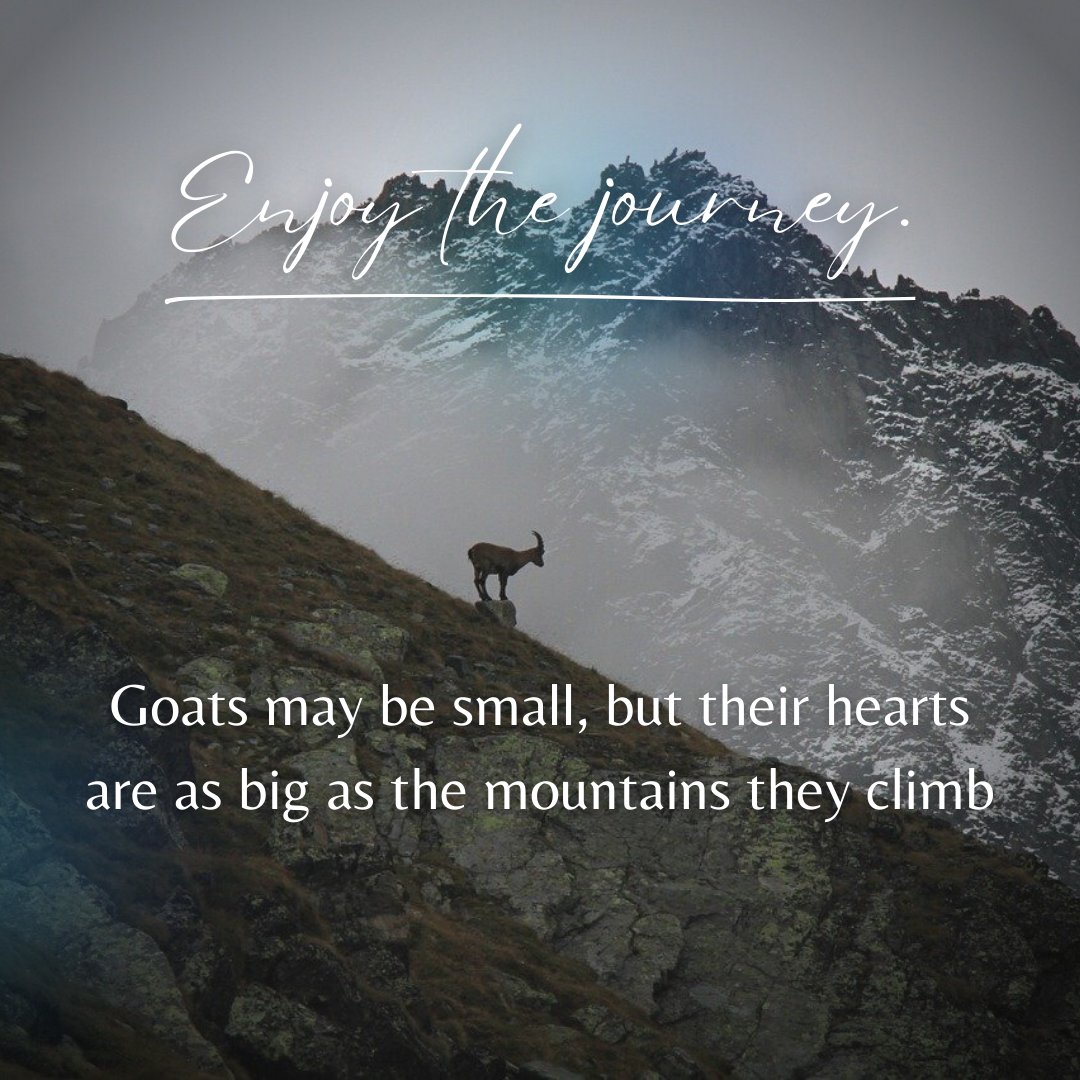 GoatsSana's tweet photo. #goats_love https://t.co/fYMvxvdwer