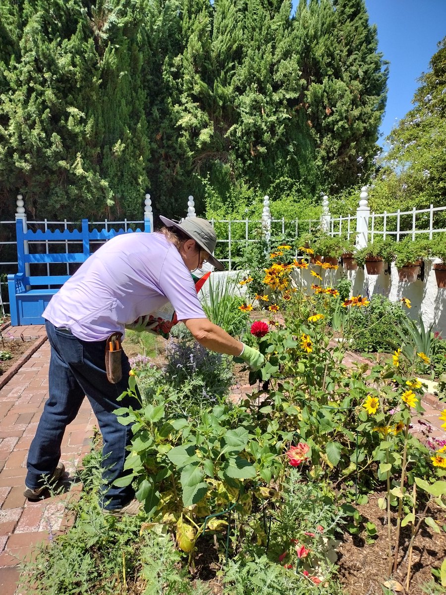 Late summer beauty in the Cutting Garden at Rancho Los Alamitos. #flowers #garden #historic #rancholosalamitos # #LateSummerBeauty #CuttingGarden #FlowerGarden #HistoricSite #NatureLovers #CaliforniaGardens #GardenInspiration #OutdoorBeauty #ExploreLocal