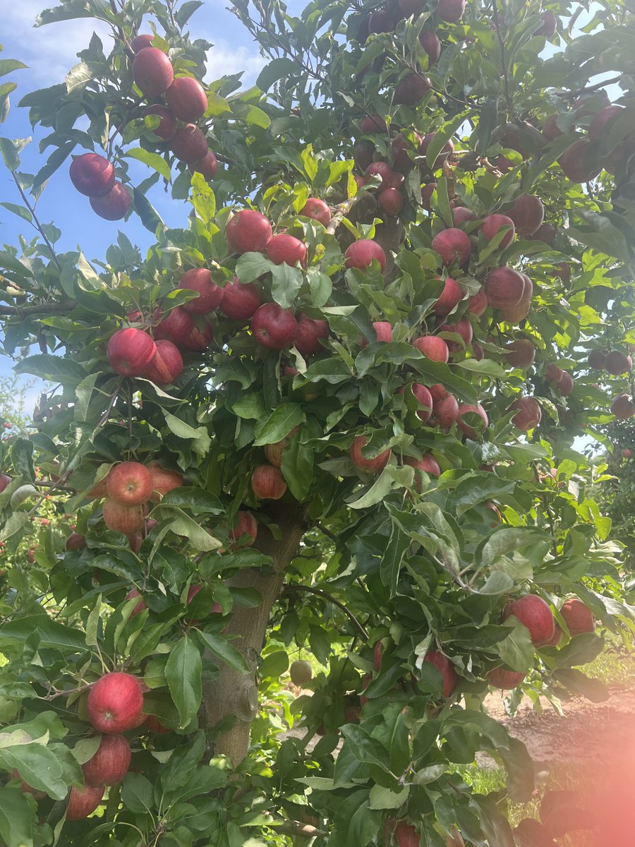 FruitNiagara's tweet photo. Some beautiful Gala getting picked right now and available soon! Officially fall harvest!
#Gala #niagarafreshfruit #lakesideorchards https://t.co/jrw97xAcDd