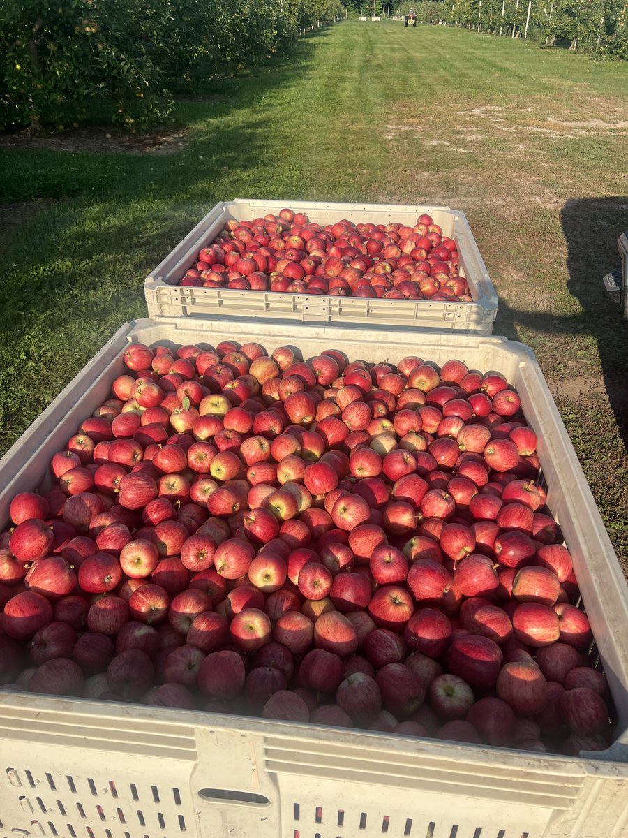 FruitNiagara's tweet photo. Some beautiful Gala getting picked right now and available soon! Officially fall harvest!
#Gala #niagarafreshfruit #lakesideorchards https://t.co/jrw97xAcDd