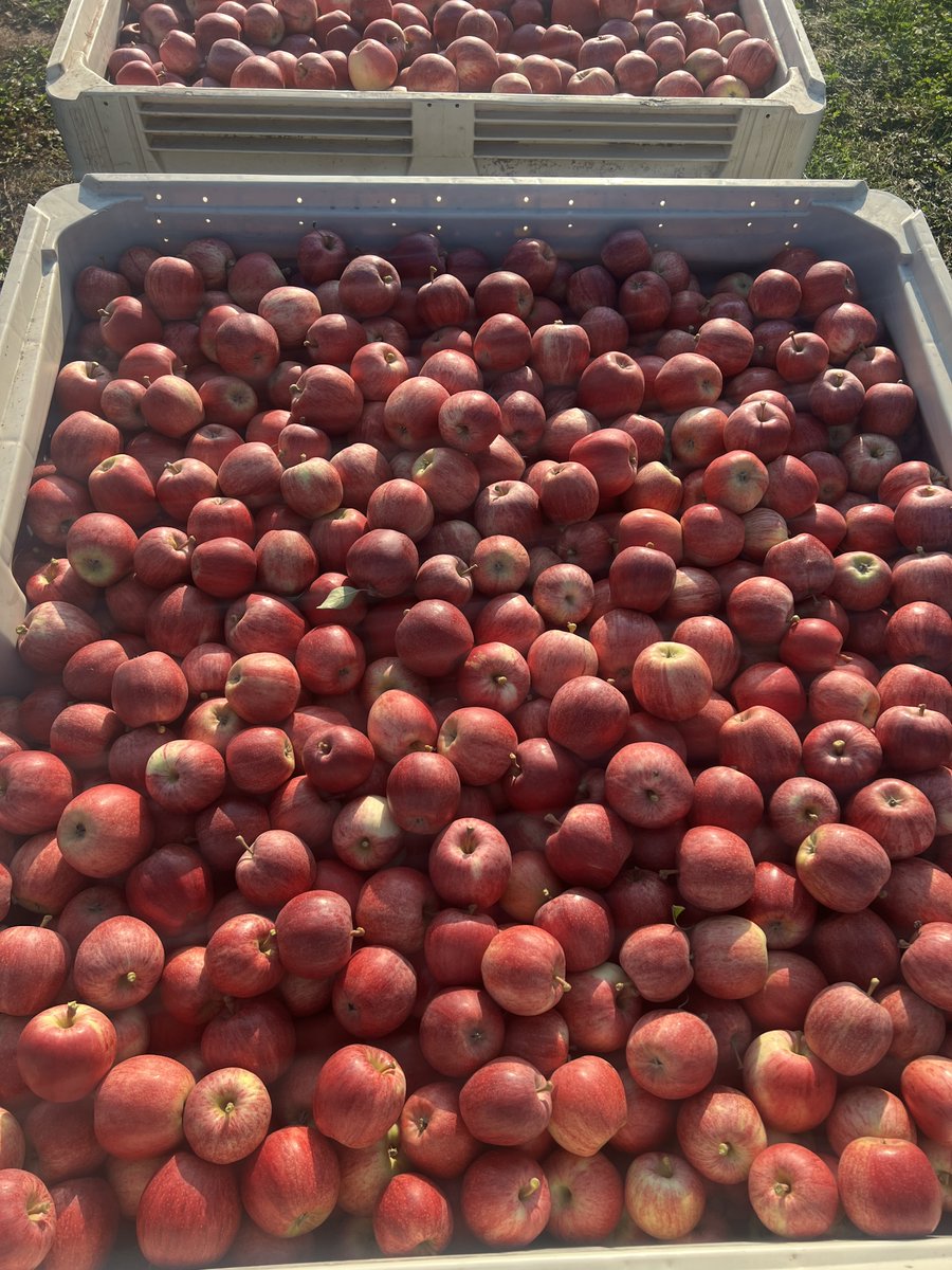 FruitNiagara's tweet photo. Some beautiful Gala getting picked right now and available soon! Officially fall harvest!
#Gala #niagarafreshfruit #lakesideorchards https://t.co/jrw97xAcDd