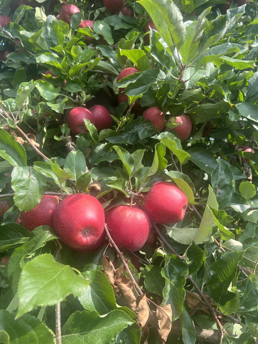 Some beautiful Gala getting picked right now and available soon! Officially fall harvest!
#Gala #niagarafreshfruit #lakesideorchards