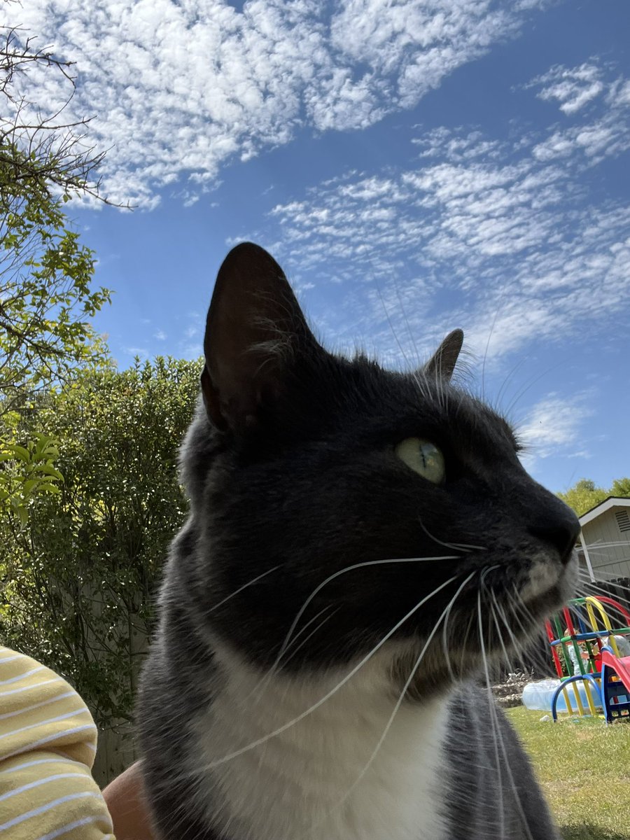 ianpendry2's tweet photo. @yacobg42 I loved the new essay!  Also we have the same cat! https://t.co/YrpWxYsNWi