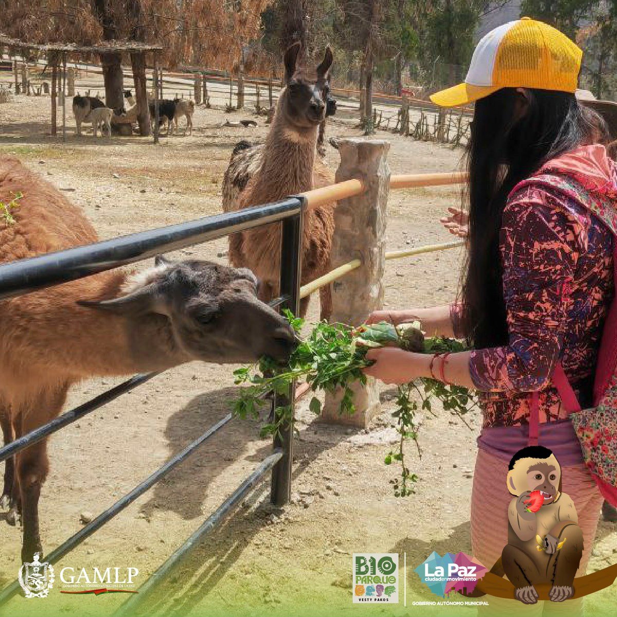 graha_bolivia's tweet photo. ¡Hola Pachitas!

Hoy les contamos que el #Bioparque Municipal #VestyPakos se ha transformado de un zoológico a un refugio comprometido con la conservación. 

Nuestra misión es clara: proteger y cuidar a más de 500 animales. https://t.co/tfyGrSChaW