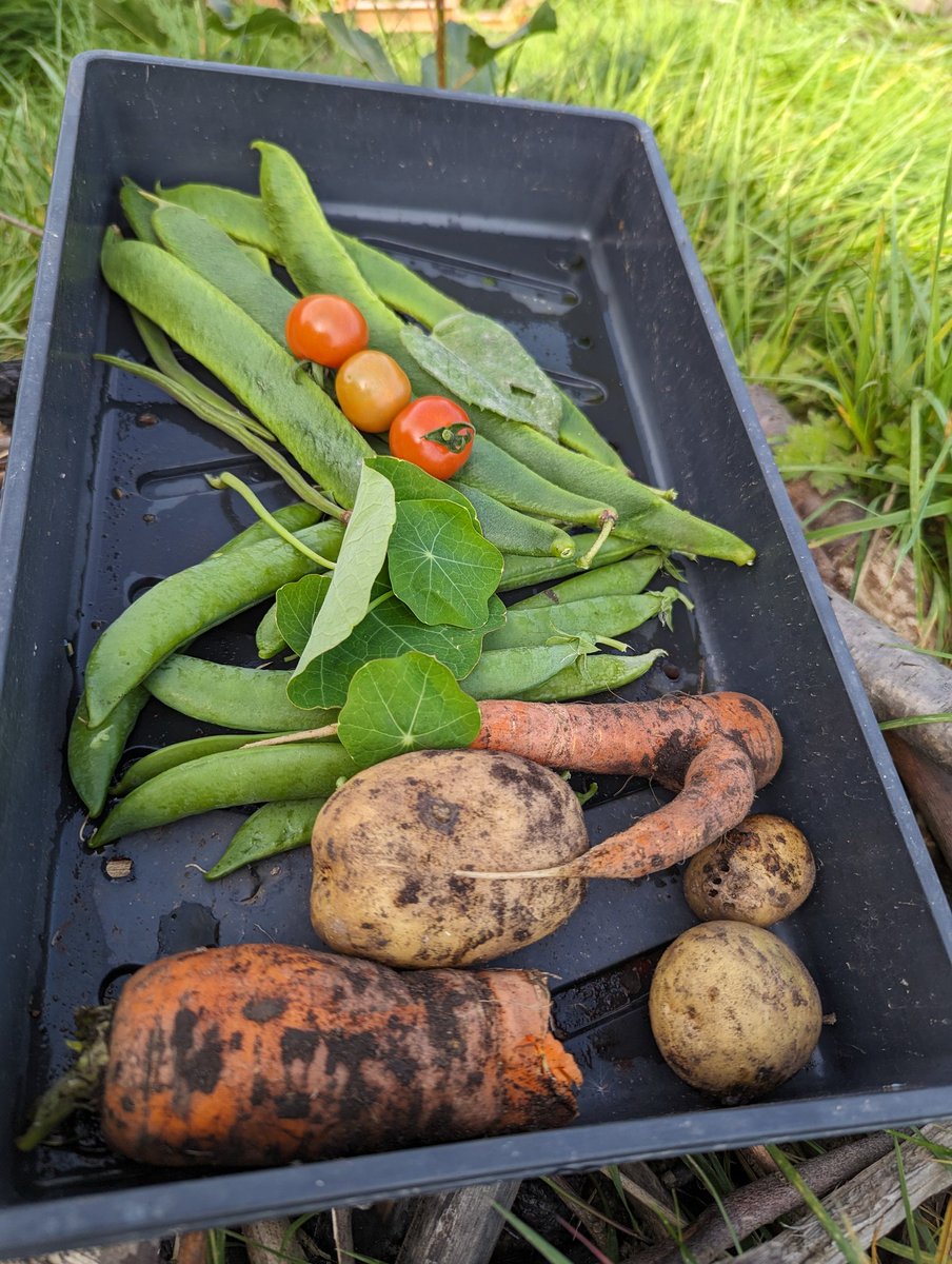 Here are some of our lovely fruit and veg the KS2 children planted in the spring! #ShineAtShelf