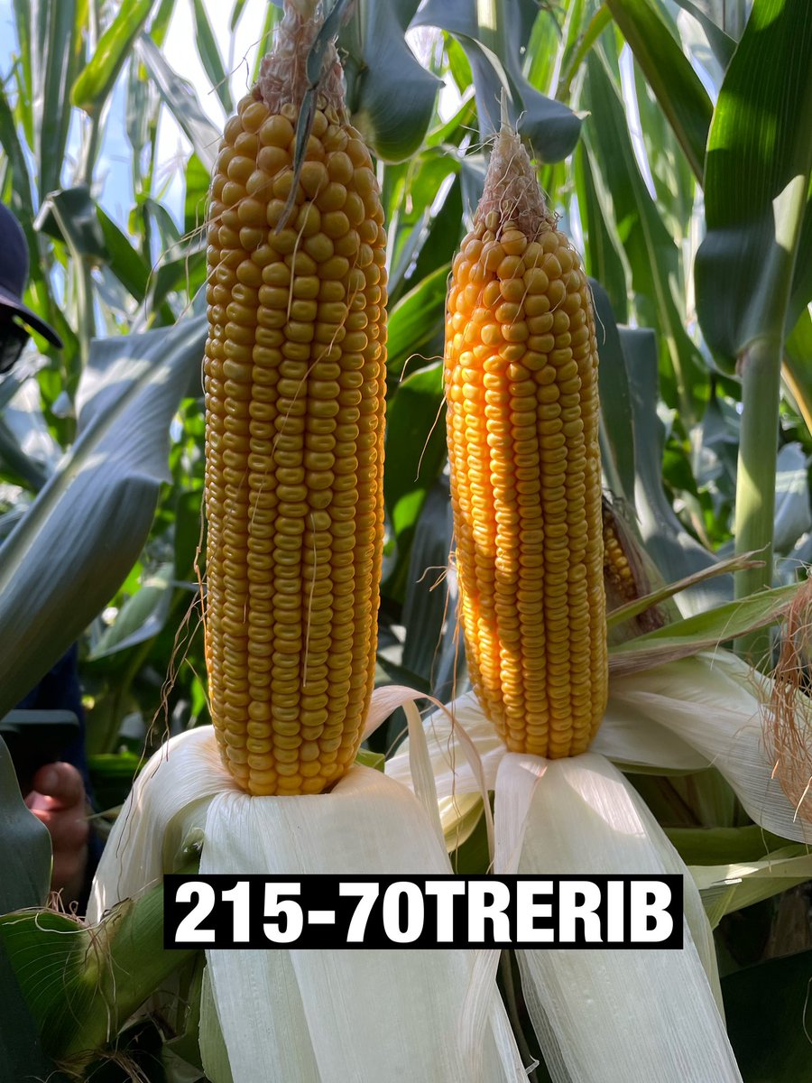 Day 2 of the Northern Illinois <a href="/ChannelSeed/">Channel Seed</a> Plot tour. Looked at corn west of the Illinois River. Corn is looking good for the conditions it’s been through.