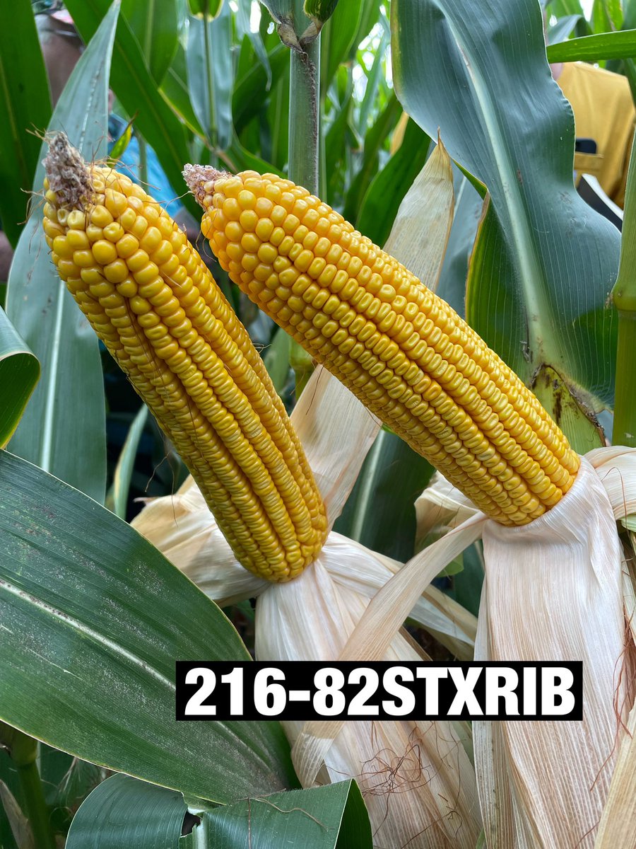 ChannelSeedNIL's tweet photo. Day 2 of the Northern Illinois @ChannelSeed Plot tour. Looked at corn west of the Illinois River. Corn is looking good for the conditions it’s been through. https://t.co/tfDDqjTozo