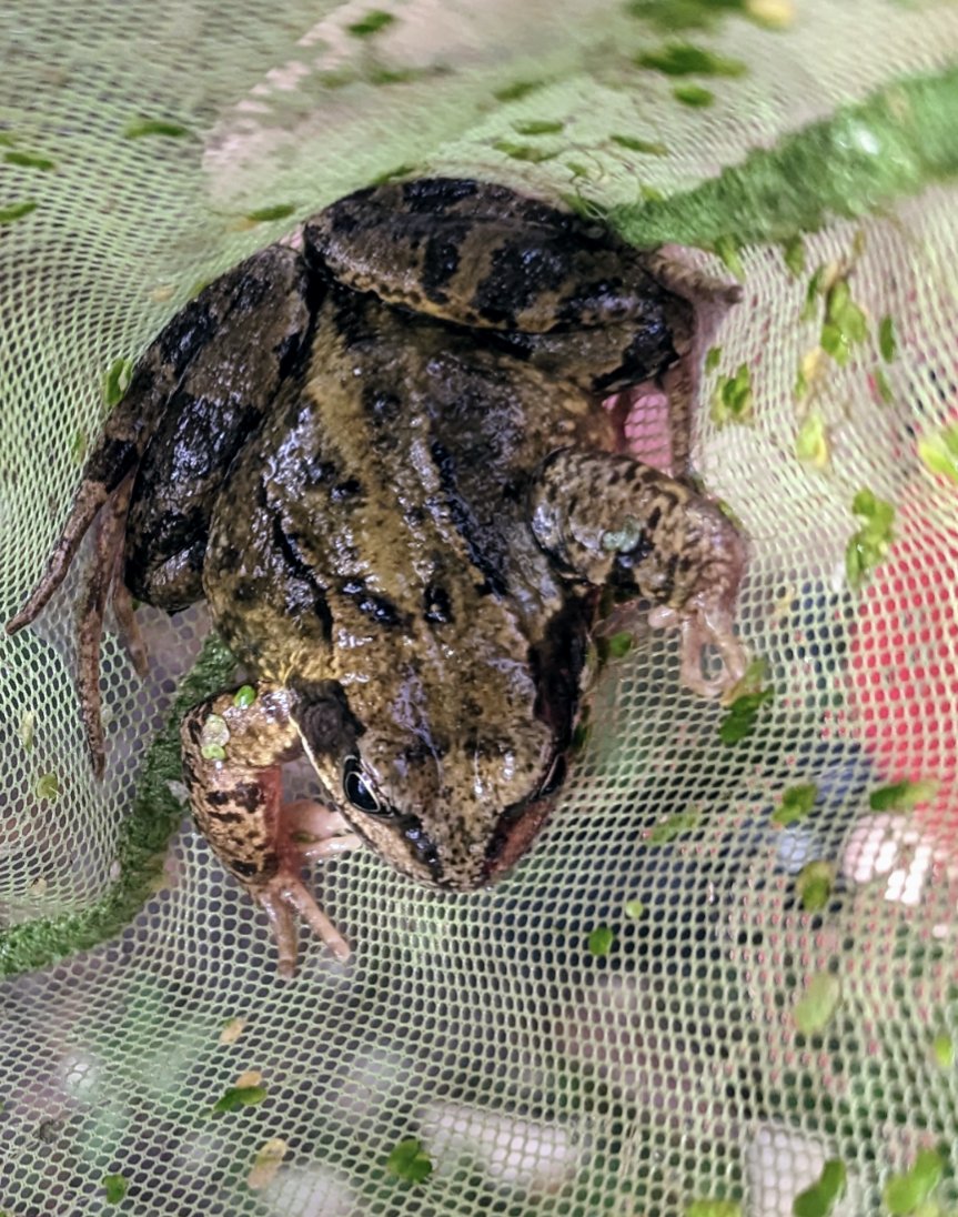Here's our little friend we found in the pond today! Isn't he cute! 💚🐸 He loved jumping around the playground and reception class! 😂#ShineAtShelf