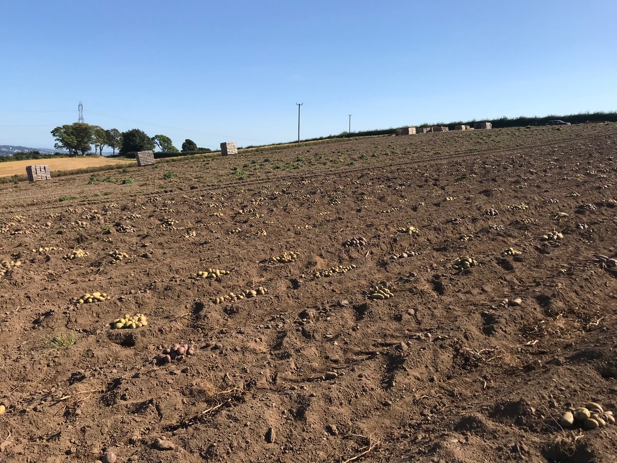 Dr Bill Watts (@crop_trials) on Twitter photo #CommonwealthPotatoCollection <a href="/JamesHuttonInst/">James Hutton Institute</a>; an incredible resource and treasure trove of R genes 🧬 a lot of work goes into identifying these genes and then working them into varieties such as those in our development programme and portfolio <a href="/greenvaleAP/">GreenvaleAP</a> <a href="/Greenvale_Seed/">Greenvale Seed</a> #CommonwealthPotatoCollection <a href="/JamesHuttonInst/">James Hutton Institute</a>; an incredible resource and treasure trove of R genes 🧬 a lot of work goes into identifying these genes and then working them into varieties such as those in our development programme and portfolio <a href="/greenvaleAP/">GreenvaleAP</a> <a href="/Greenvale_Seed/">Greenvale Seed</a>