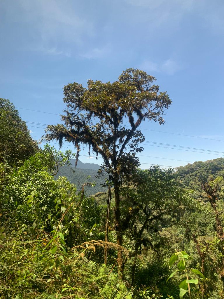 FAOEcuador's tweet photo. 📌Quito | Delegados de los países que participan en el taller del #FRA2025 recorren el Bosque Protector Cuenca del Río Guayllabamba donde se trabaja bajo el incentivo del Programa #SocioBosque de @Ambiente_Ec. https://t.co/K35LoA6P0S