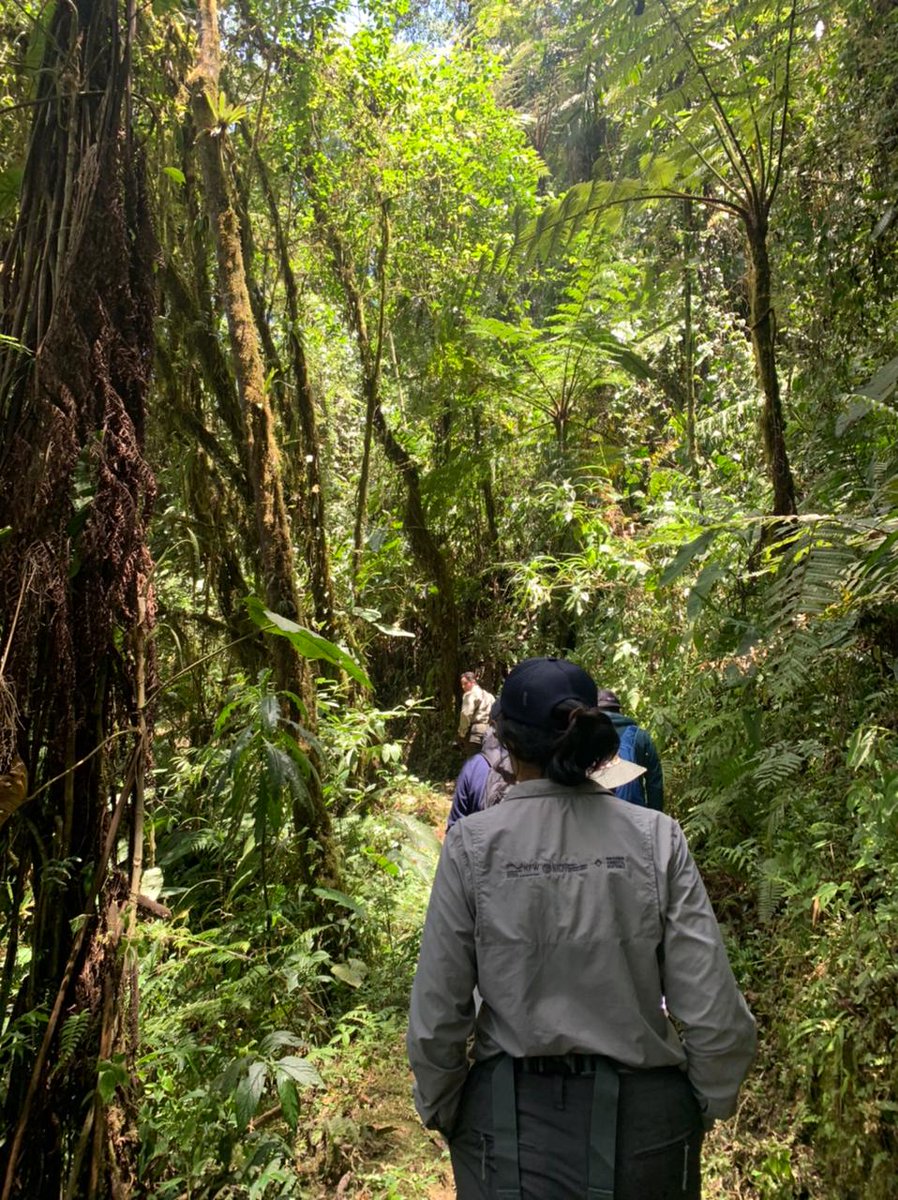 FAOEcuador's tweet photo. 👉#SocioBosque es un programa que tiene por objetivo la conservación de bosques y páramos nativos del país mediante la entrega de incentivos económicos a comunidades que participan voluntariamente. https://t.co/fEW7Lfd0F1
