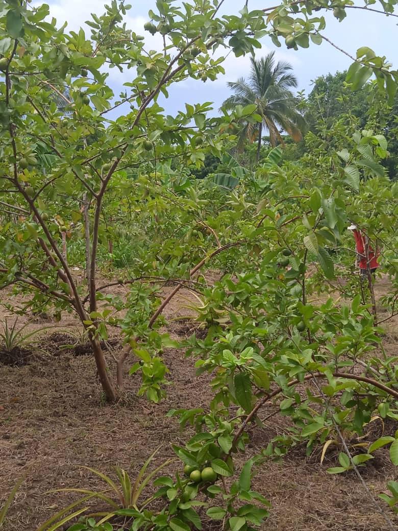 GEORGE80283962's tweet photo. #AnapSantiago: Continúa la visita del Funcionario de la Dirección Nacional de la ANAP a las fincas previstas para  declararlas  #Agroecologicas cómo parte del plan de actividades por el Aniversario 65 del Congreso Campesino en Armas en el municipio Songo La Maya.
@RafaelAnap https://t.co/wypIp4feYp