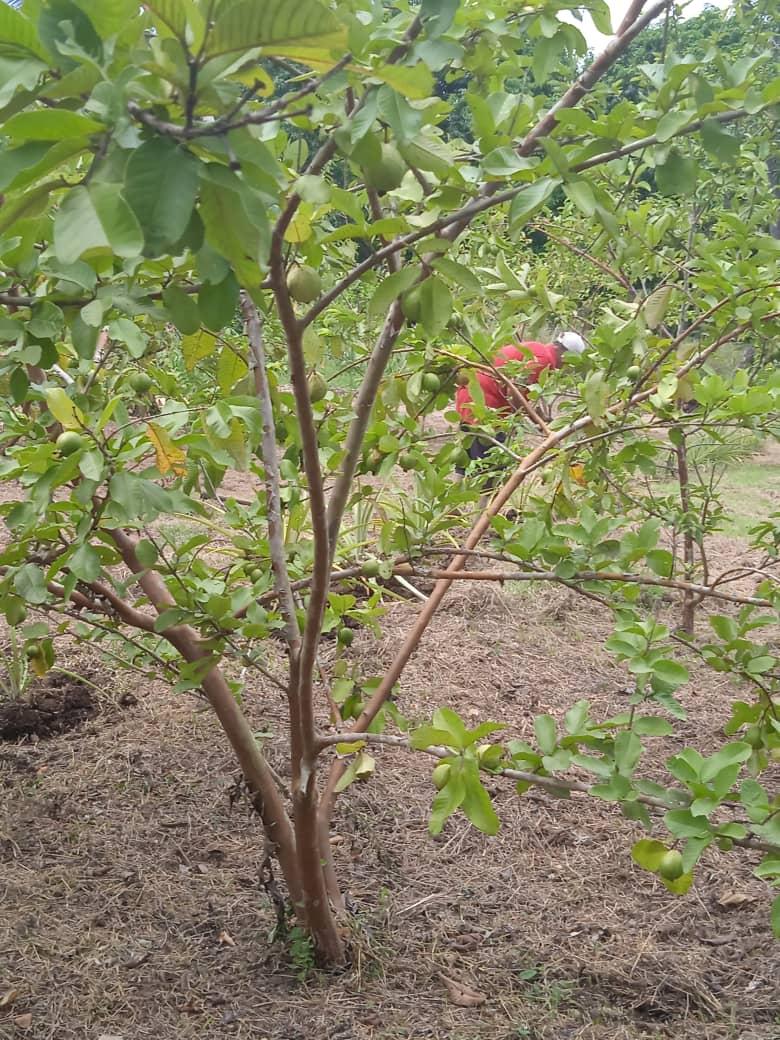 GEORGE80283962's tweet photo. #AnapSantiago: Continúa la visita del Funcionario de la Dirección Nacional de la ANAP a las fincas previstas para  declararlas  #Agroecologicas cómo parte del plan de actividades por el Aniversario 65 del Congreso Campesino en Armas en el municipio Songo La Maya.
@RafaelAnap https://t.co/wypIp4feYp