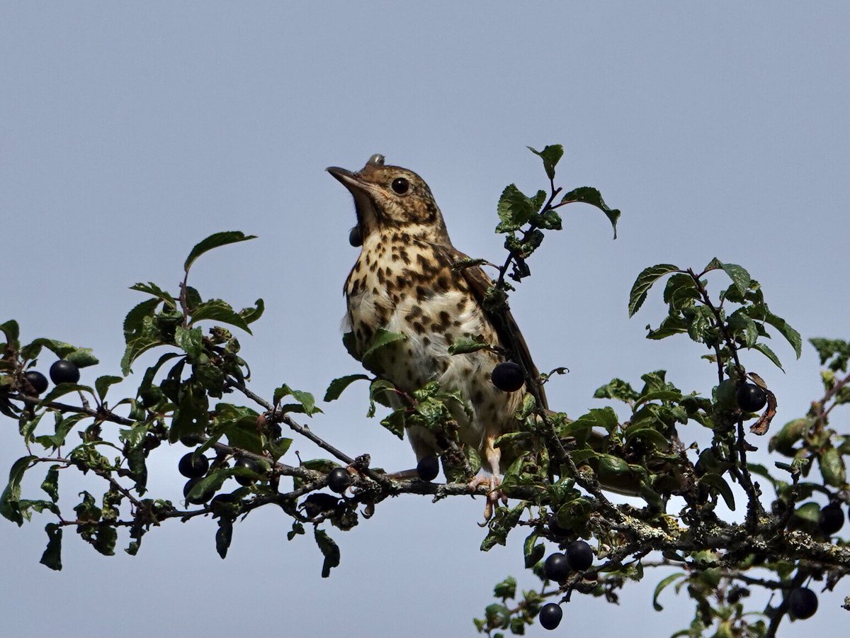 loosemum's tweet photo. @nickyperry82 Song Thrush for #ThrushThursday, taken yesterday sadly it’s covered in ticks. https://t.co/oOdEdcX93z
