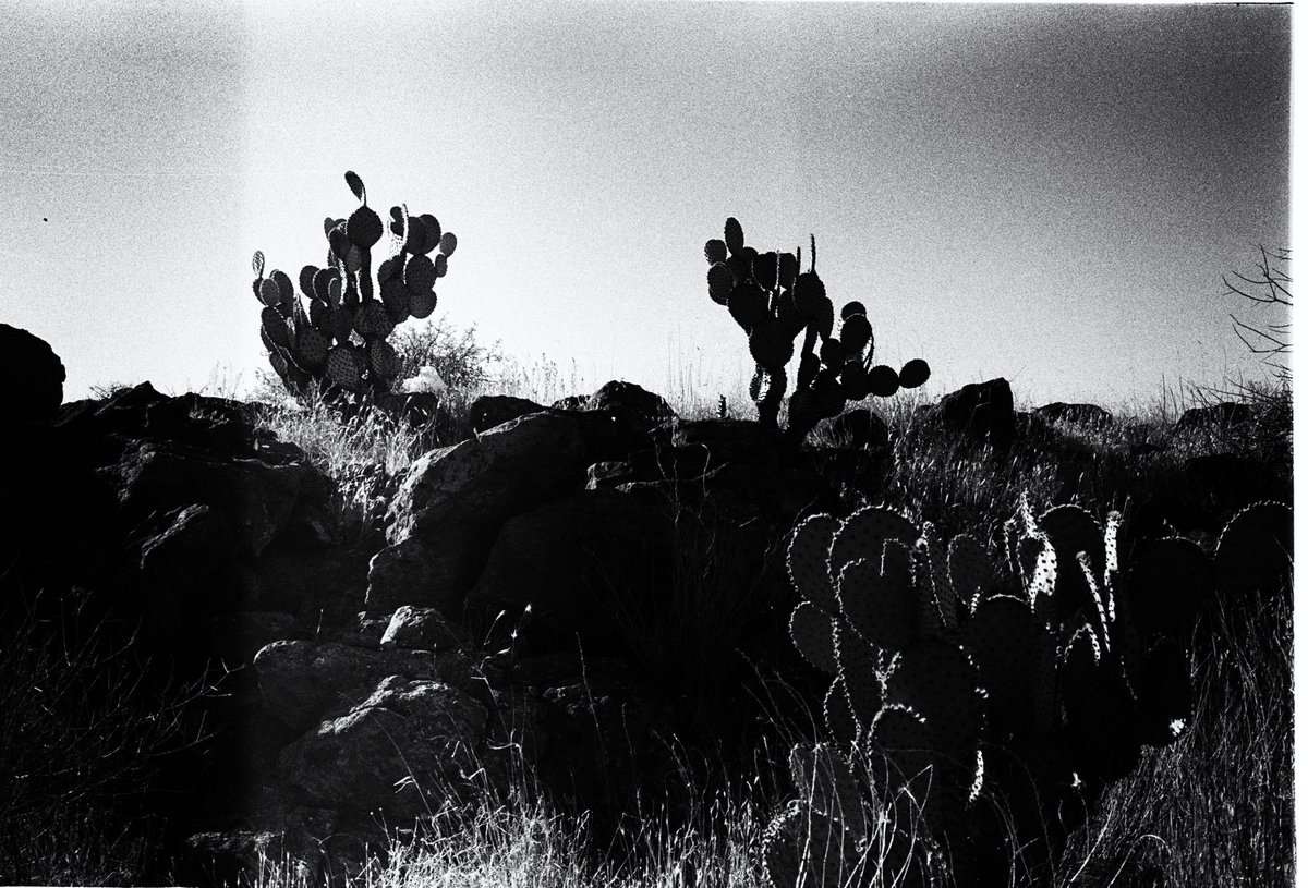desert
#arizona #phoenix #analogfilm #35mm #bnw #monochrome #desert #pricklypear #cactus