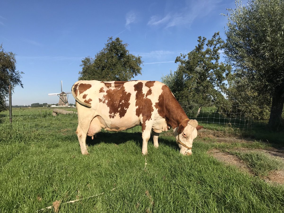 Pieterkoppelaar's tweet photo. 100000 kg Montbeliarde vader Rai weer drachtig van haar 10e kalf! https://t.co/Y97q3oQWOA