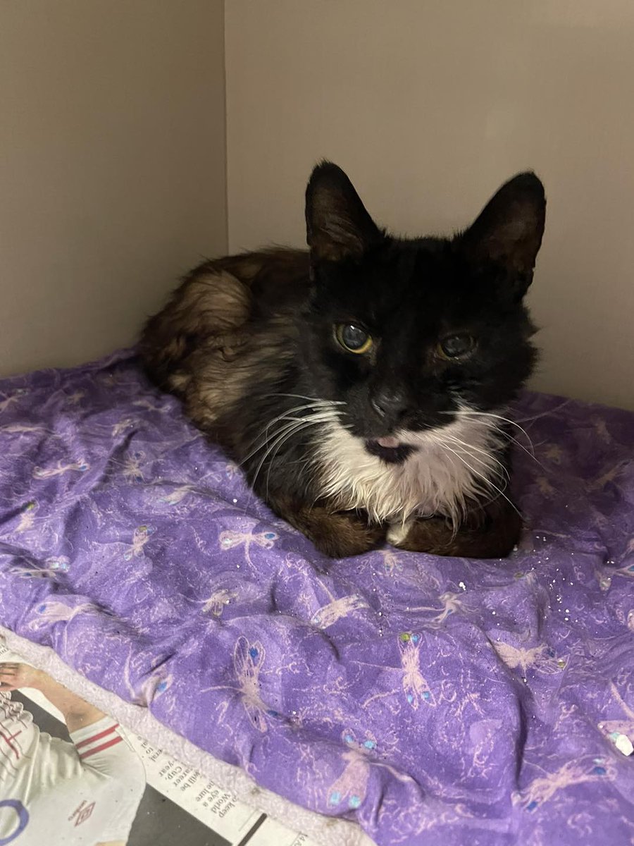 The_Animal_Team's tweet photo. **FOUND CAT** This poor #straycat was taken into Passey Place Veterinary Surgery on 6/9/23. Chipped but details not correct, & in quite poor condition so will need medical treatment. Been hanging around #Longcroft #Eltham #london #SE9. https://t.co/nAmQALck2i #CatsOfTwitter #Cats https://t.co/OdBD4XBZ7U