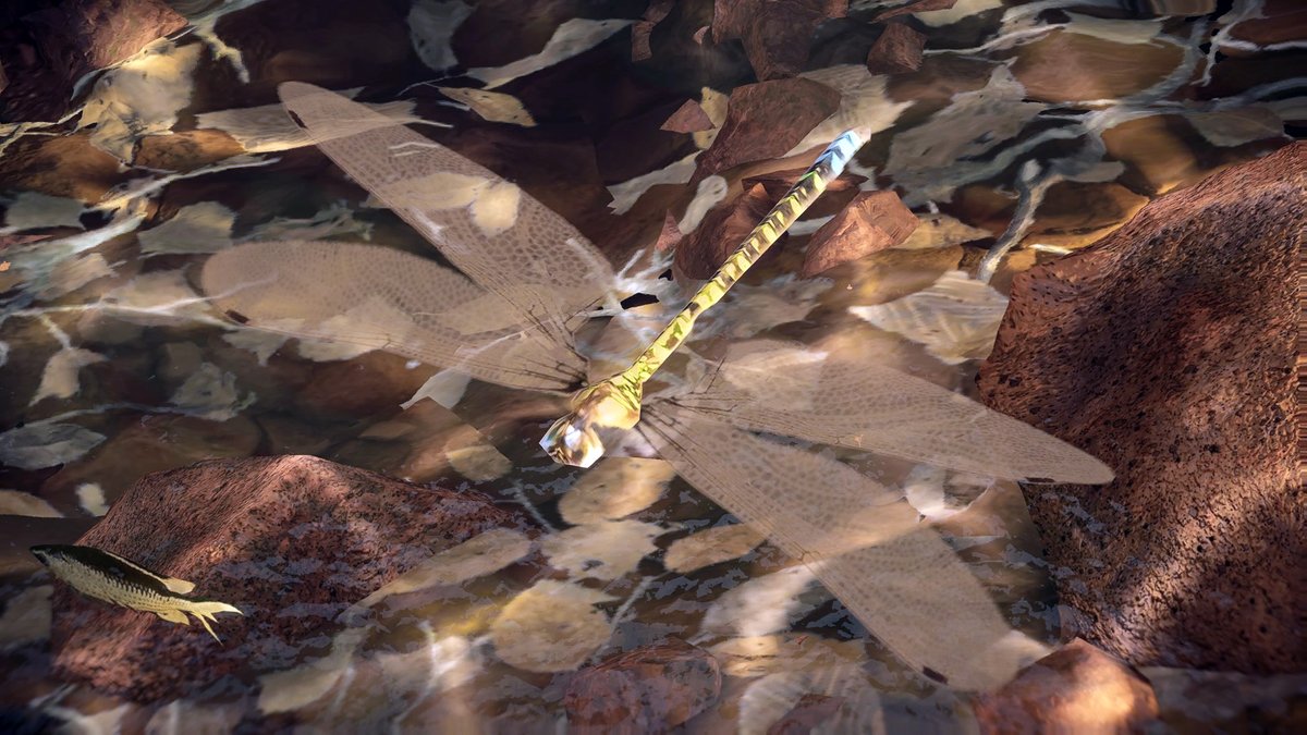 catlantean's tweet photo. Random dragonflies https://t.co/8rzHi2a91O