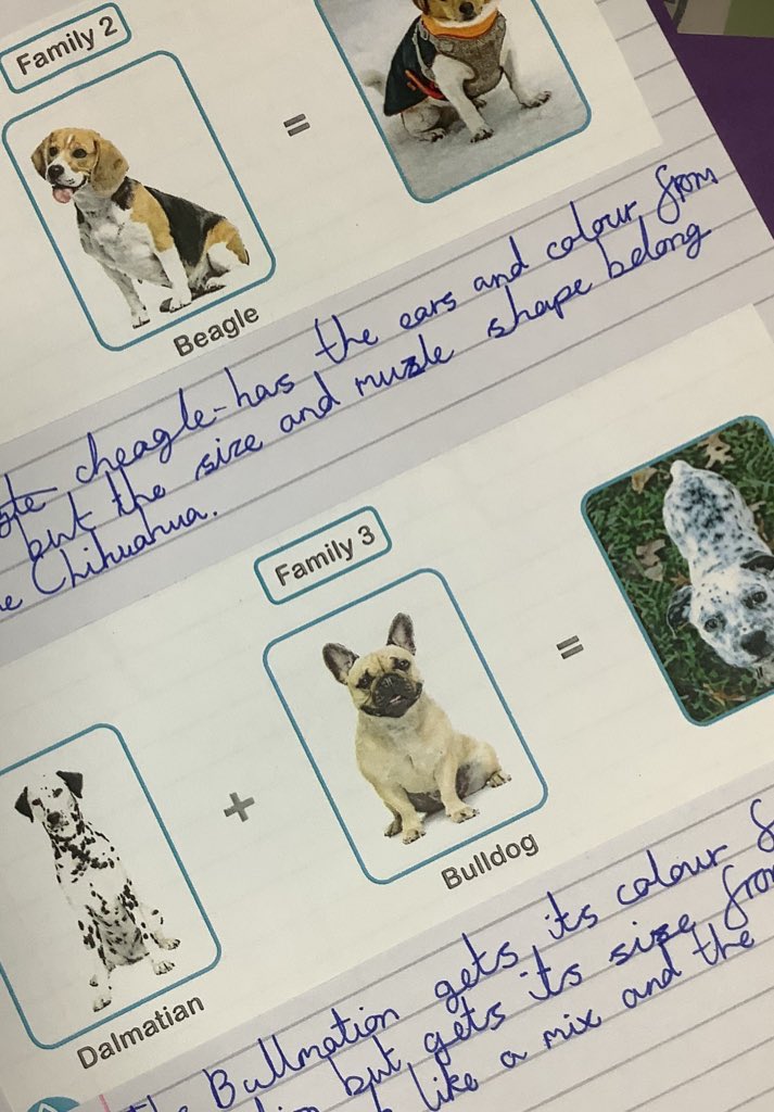PDA_Y6's tweet image. We looked at different breeds of dog to help us understand inherited characteristics. We really enjoyed looking closely at the inherited features and how environmental factors might have an impact! #pdascience