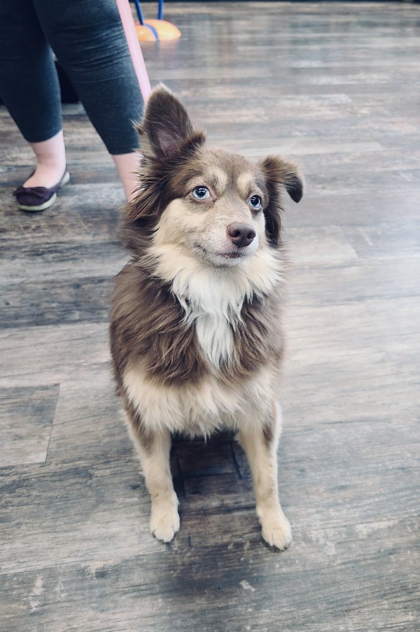Posing for the camera is no big deal for Callie 😃 🐶!
#cutecustomeralert #callie #thursdayvibes #cutedog #dogsofinstagram #doglife #yegdogs #yeg #edmonton #loveliveshere ❤️ 🐾 #dogsofx