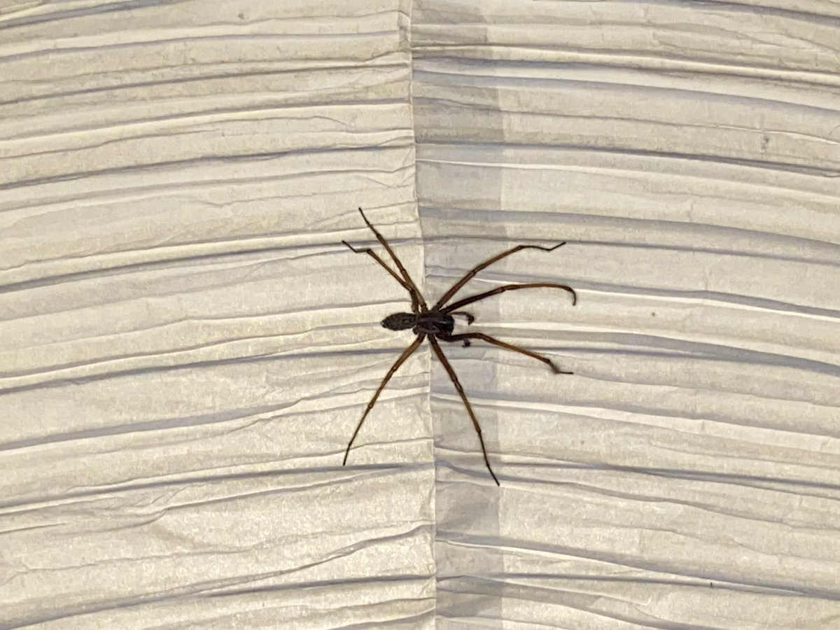 madamelancholy's tweet photo. @Arachno_Cosas Con flash 🥹 https://t.co/DgjQ04jlnI
