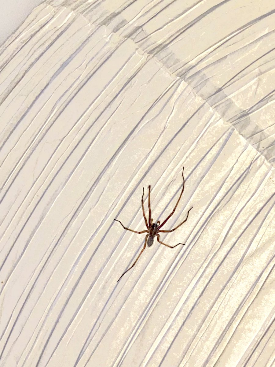 madamelancholy's tweet photo. @Arachno_Cosas Con flash 🥹 https://t.co/DgjQ04jlnI