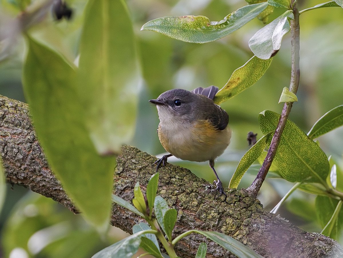 Self-found rarities are always nice even if it’s likely just a returning bird. 
#AmericanRedstart