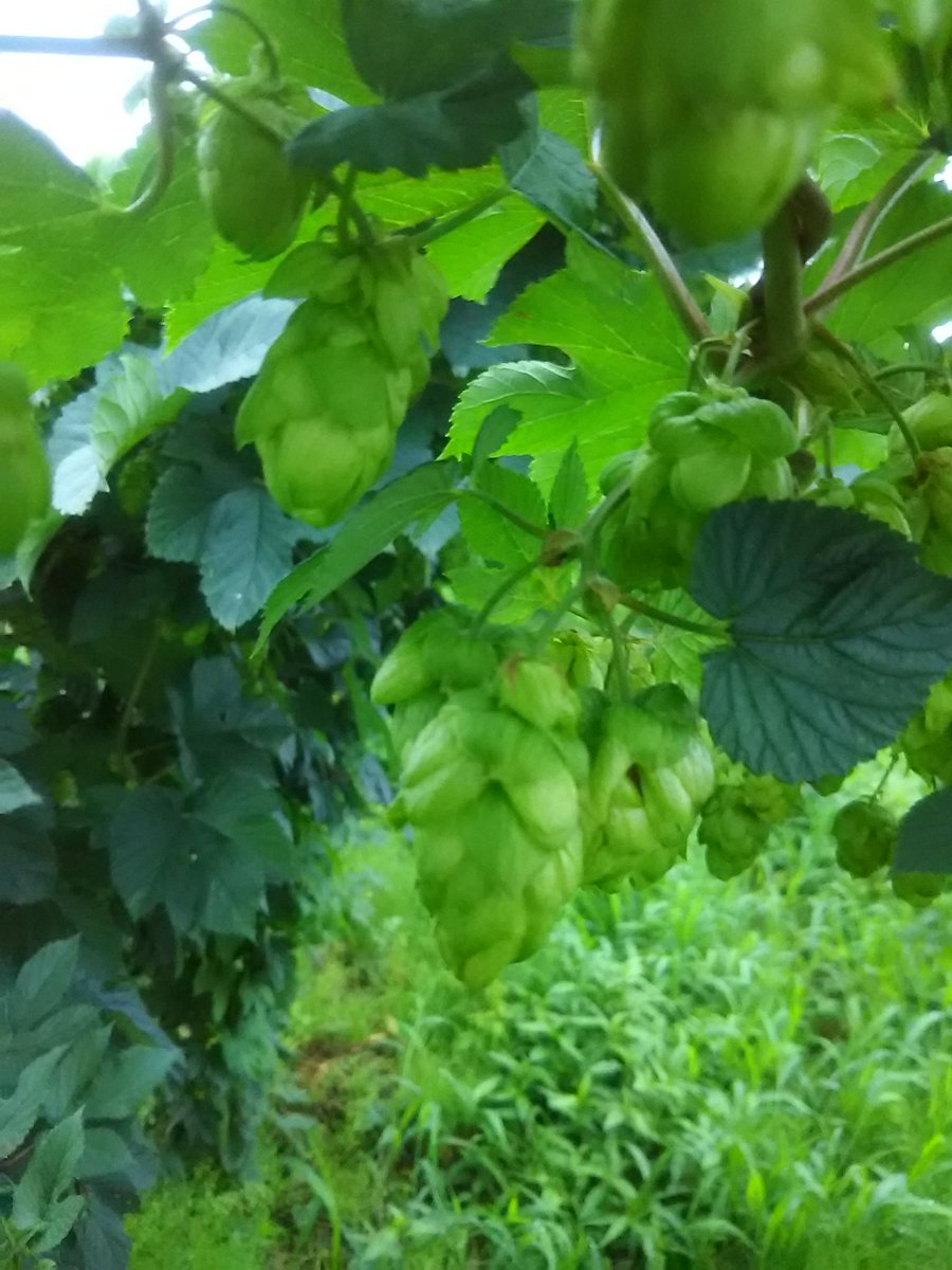 Craftbeer_HighB's tweet photo. 🍺Event情報🍺
👀【#ビアフェス横浜】明日から開催
🕘９月９日（土）１１時〜２０時半
🕘１０日（日）１１時半〜１７時半
🚢場所：#横浜市 #大さん橋��ール
今年収穫した #フレッシュホップ 販売します
🙇‍♀️よろしくです
#ハイB😃
#highlandport #クラフトビール #気象予報士 #西郷村 #福島 #白河 #横浜 https://t.co/BCKr244Qmh