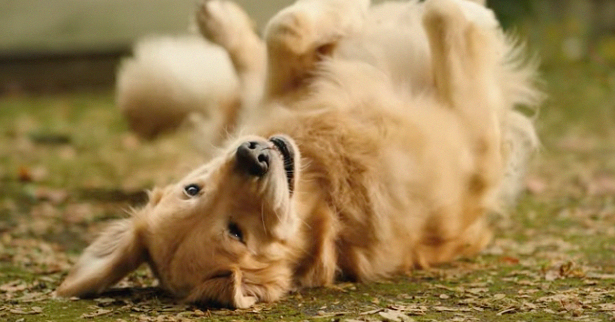 Watch the newest commercials from PetSmart, Quaker, Dave &amp; Buster’s and more dlvr.it/SvmzfX