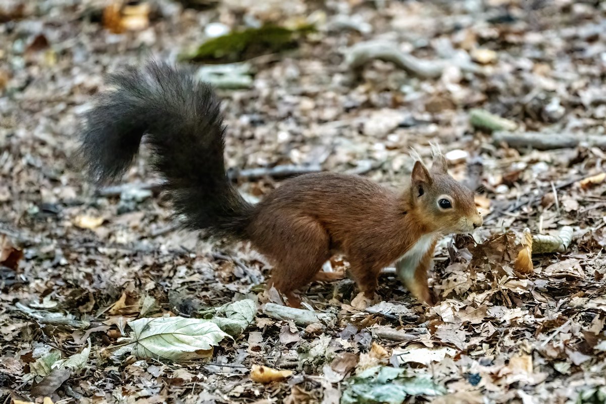 Fabulous visit to Brownsea Island today @NTSouthWest @BrownseaNT @RNLI @DorsetWildlife @SightingDOR #wildlifephotography #NaturePhotograhpy