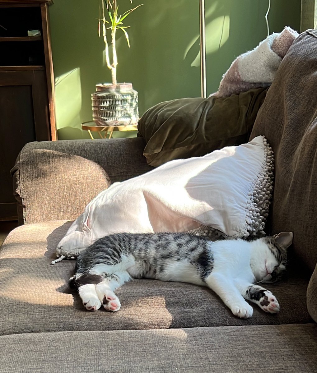 Vraag aan kittenbaasjes (lees: personeel): blaft jullie kitten ook tijdens de dagelijkse 10 minuten keihard door het huis rennen of is die van jullie wel normaal? Kennelijk is het ook nogal vermoeiend want daarna is ze dan compleet knock-out 😂