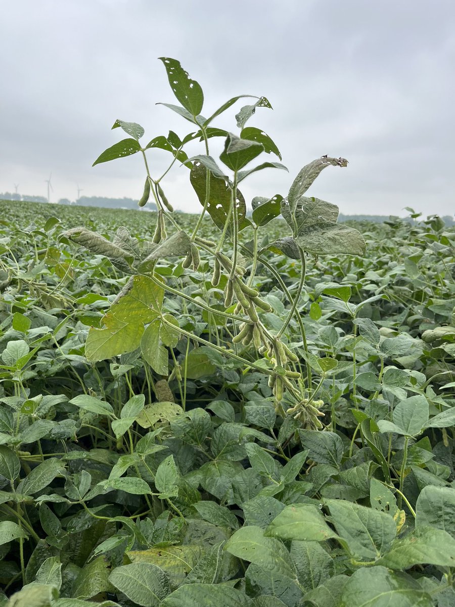 Nick Williamson tweet media