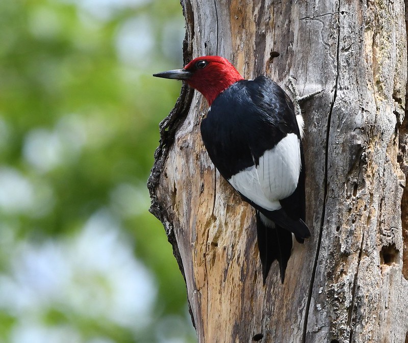 USFWSNews's tweet photo. Restoring &amp; protecting America’s public lands &amp; waters is central to our mission. We recently expanded the boundary of Middle Mississippi River National Wildlife Refuge for the potential to grow and to protect more essential floodplain &amp; forest habitat.

📸 by Jim Hudgins/USFWS https://t.co/HI0cnhvxsp