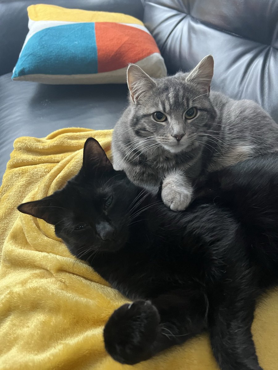 FentonBreedley's tweet photo. Fairwell to my baby sister Ripley, my companion &amp; playmate. Like her namesake in the films, she fought hard &amp; never gave up. She was the toughest but sweetest cat ever &amp; will always be missed.  #cats #CatsAreFamily #CatsOfTwitter #CatsOnTwitter #catsofinstagram https://t.co/1vK21SVBjp