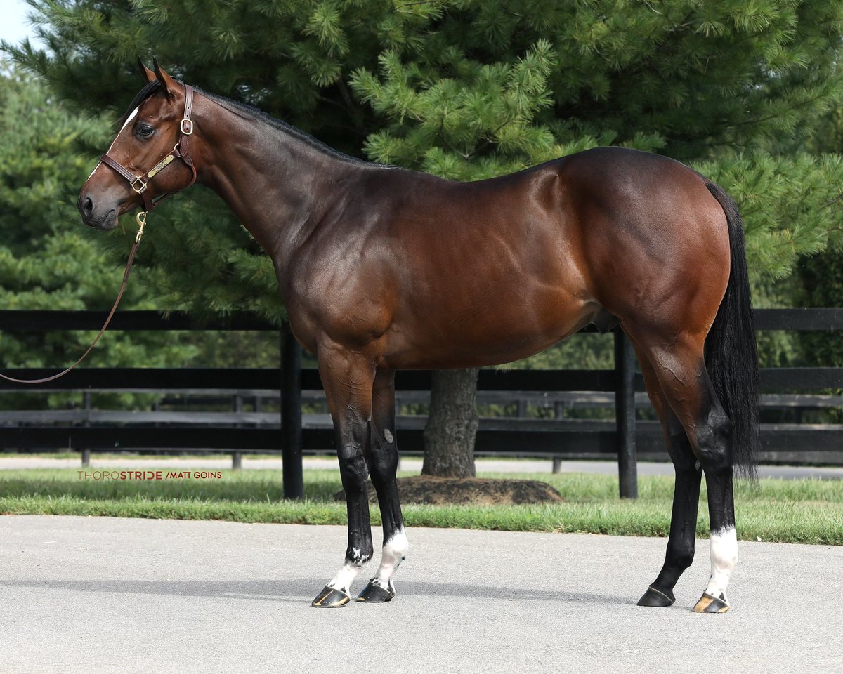 SlamDunkRacing's tweet image. Hip 224, a full brother to G1W Drain the Clock, sells @keenelandsales Sept. 12th with @BurlesonFarm. If @keeneland next week make sure to check him out. #Macleansmusic