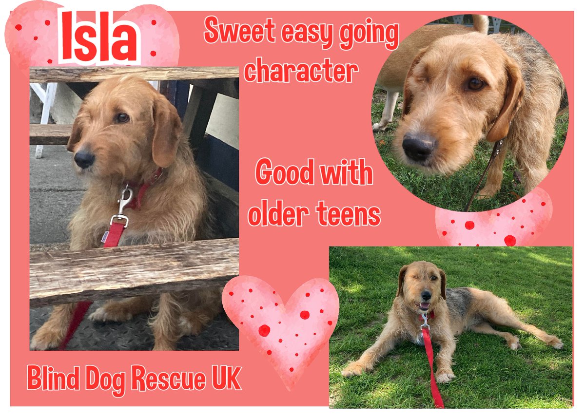 The_Animal_Team's tweet photo. 3/4yo partially sighted ISLA is the sweetest girl with an easy going character. She doesn't like cats, small dogs or kids, but w/adults & teens she's very happy! She'd love a home with a garden & maybe a large doggy companion. #SYorks. https://t.co/MAjBdgwNyK #forgottensoulshour https://t.co/c5Ef41l7De