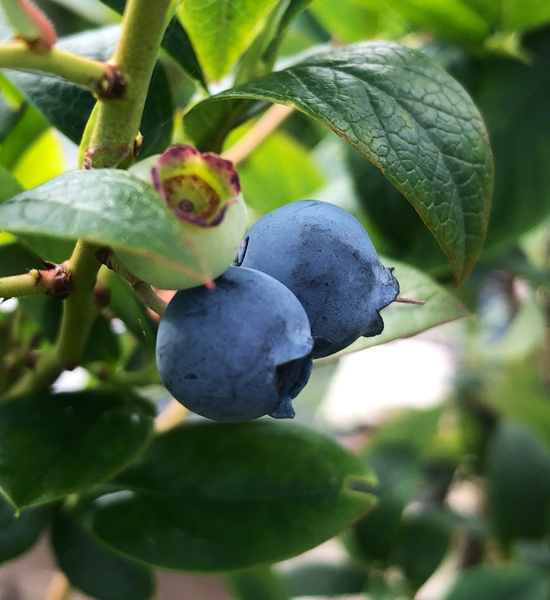 My first crop of blueberries- a 300% increase on last year’s crop! #gyo #allotmentlife