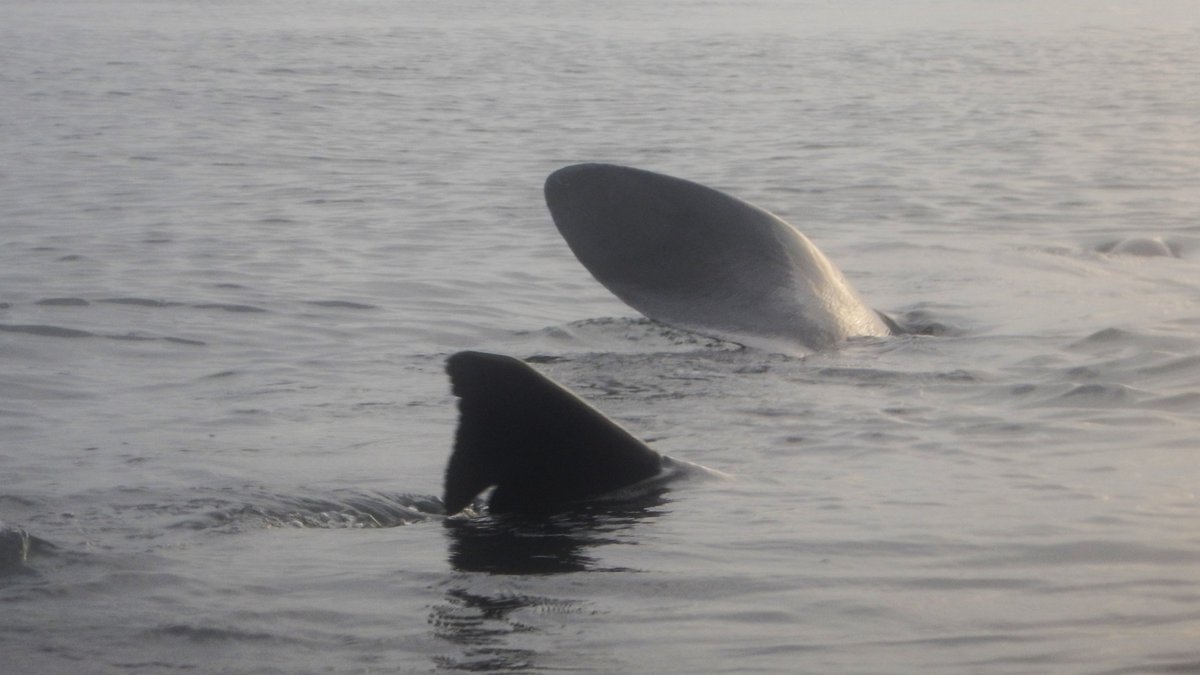 PeteCrane5's tweet photo. Out from #Nairn beach kayaking tonight when this beautiful #BaskingShark came up quite close https://t.co/xXTnZ0nYY9