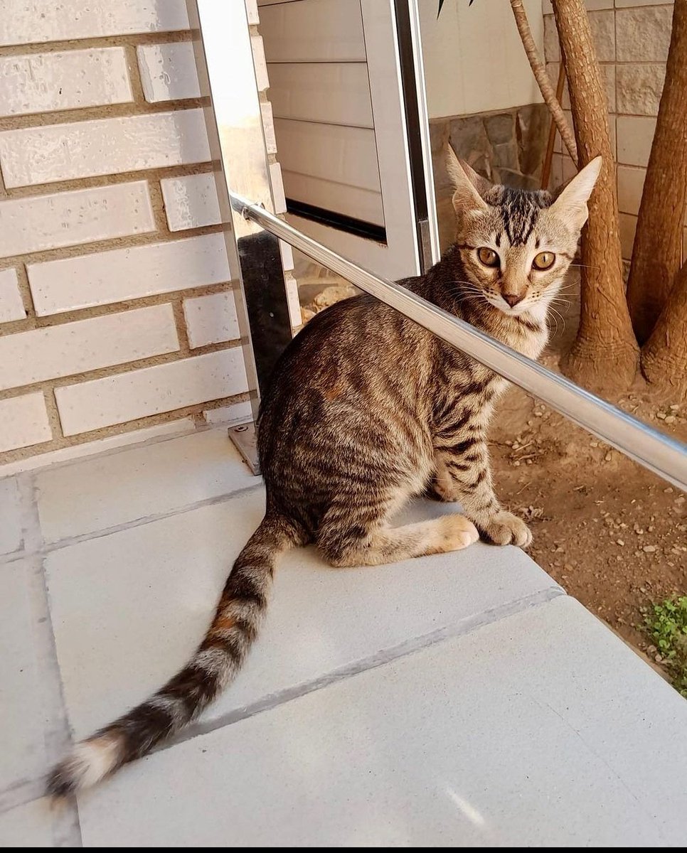 L'Aldea: Projecte Gat tweet media