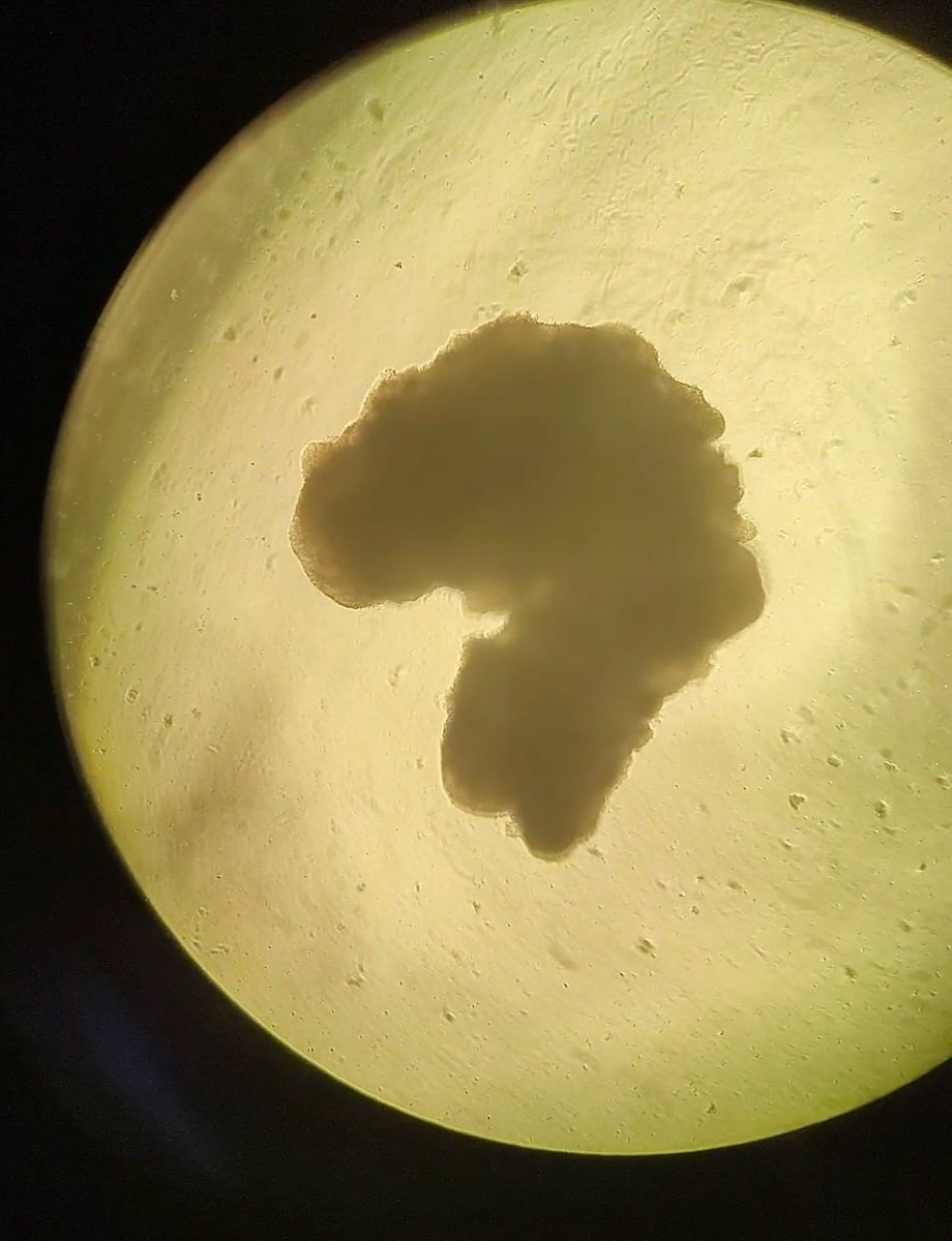 All the cloud vibe from the aggregates. 
What do you see?
I'll try to draw the most creative answer!!! 😅
#PhDfun #sciart #gastruloid #organoid