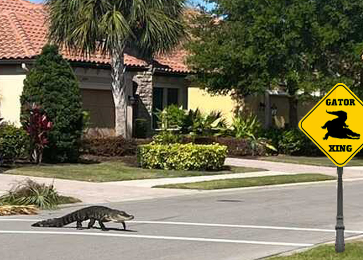 Gators Daily 🐊 tweet media