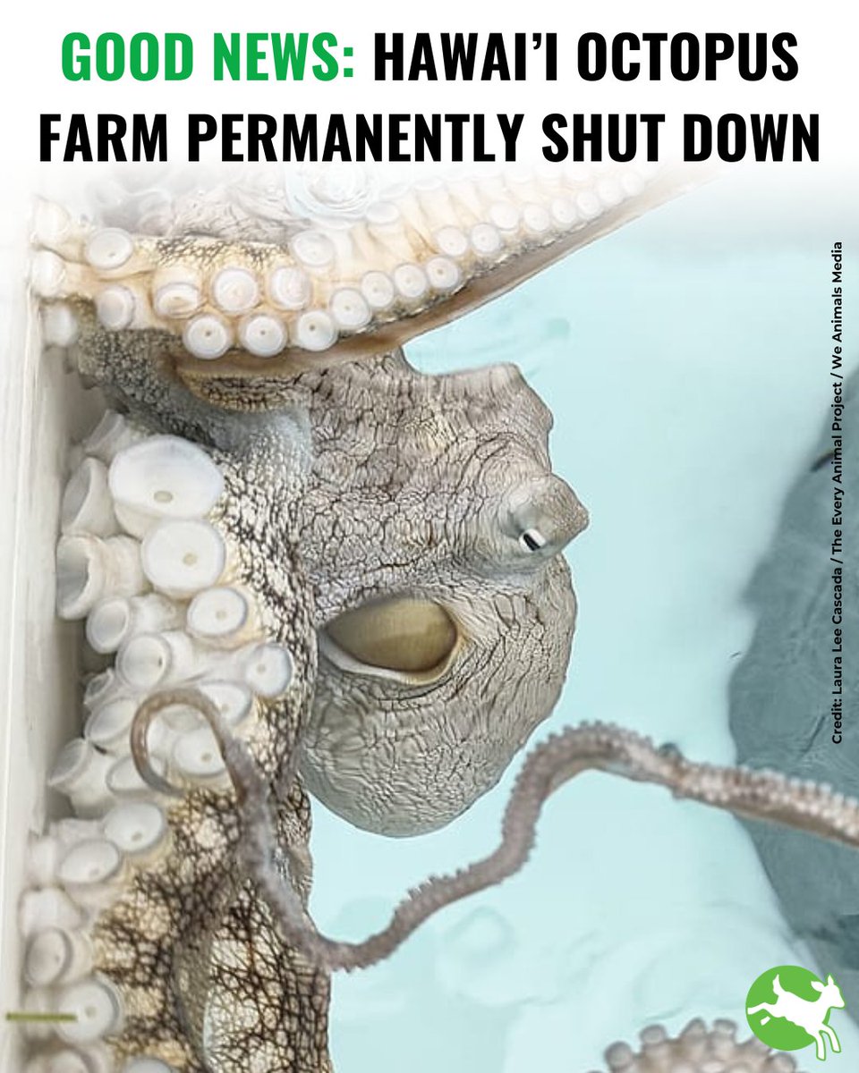 🐙 AMAZING NEWS 🐙 

In January the Farm was ordered to suspend activities after @CompassionUSA called out its cruel practices. Now it's closed for good!  

Next step? Stop plans to start farming octopus in Spain. Watch this space!