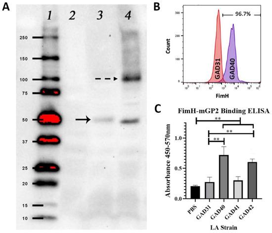 Society for Mucosal Immunology tweet media