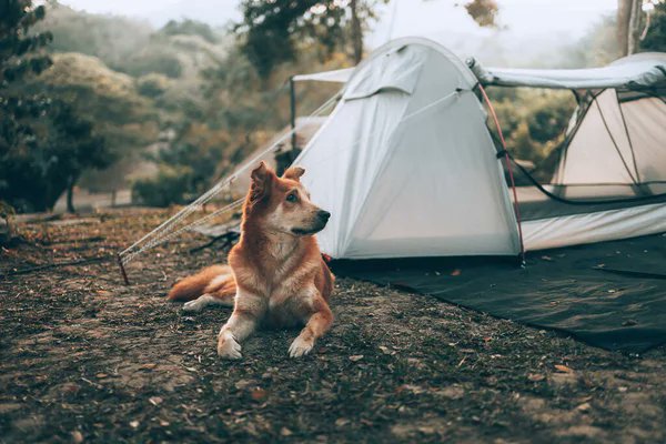 practicamping's tweet image. Thinking about camping with your pets?  Check out our post at practicallycamping.com/2687/the-ultim…