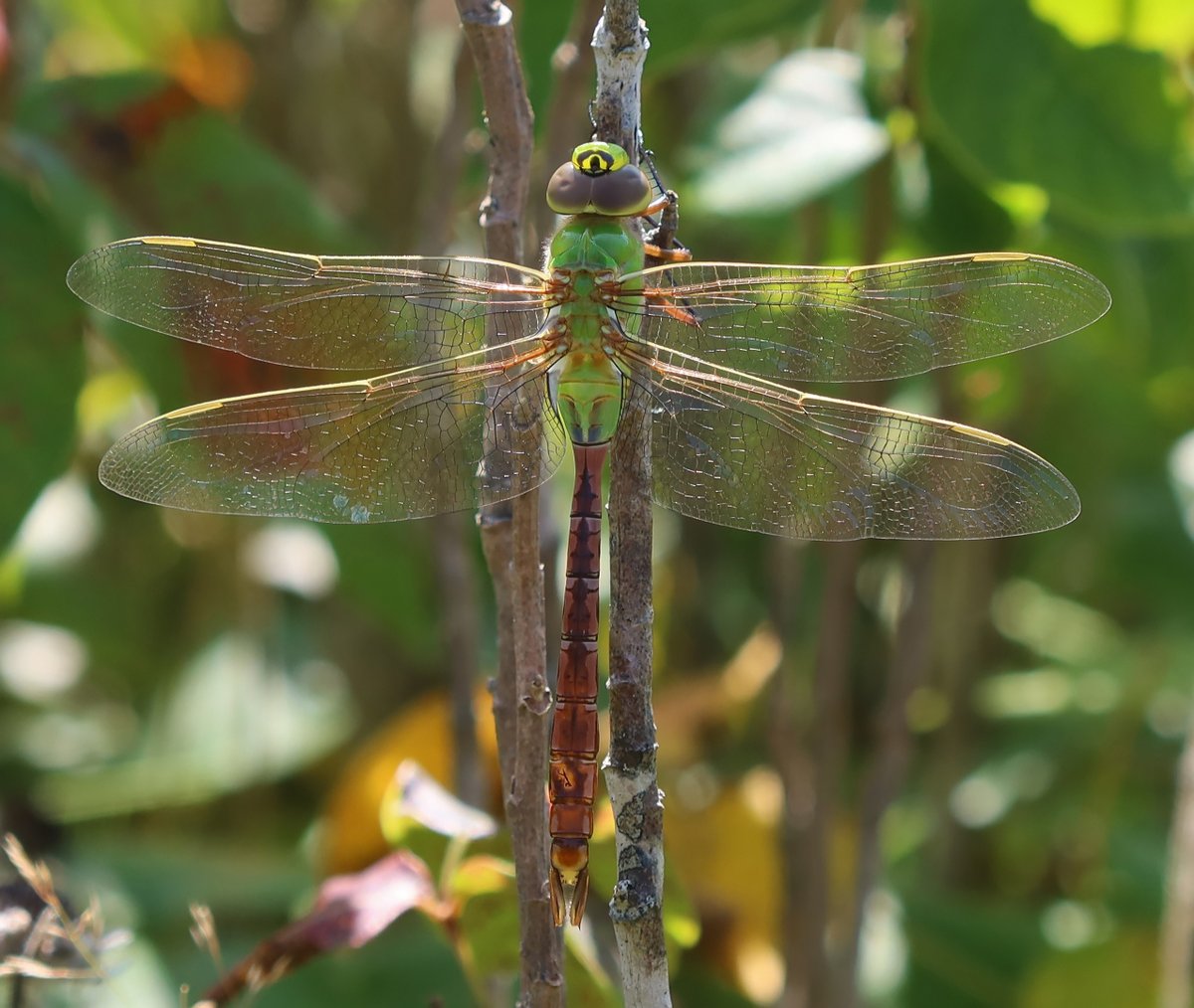 kerryyurewicz's tweet photo. I love it when a Common Green Darner #dragonfly (Anax junius) stays perched long enough for me to grab a photo. #InvertOfTheWeek #Odonata https://t.co/dwjAxLw9ra