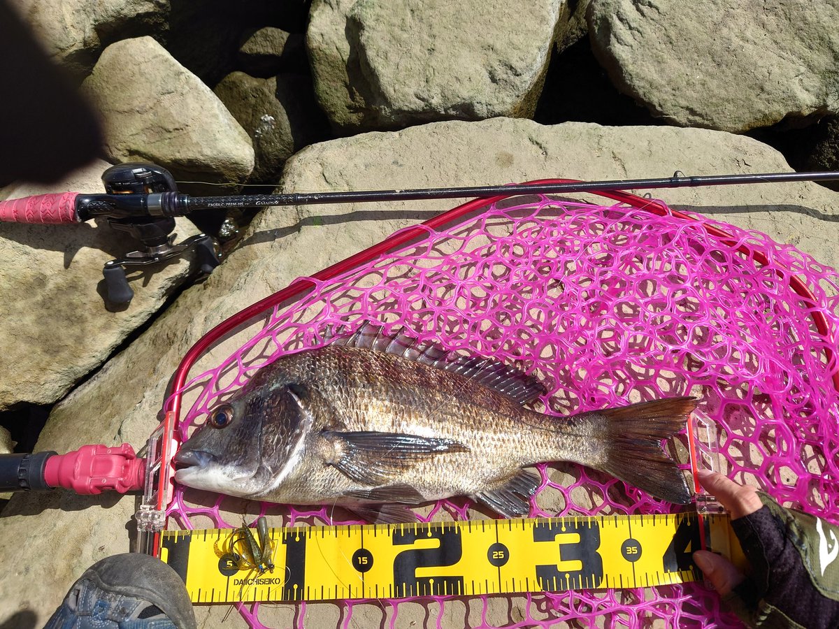vel_angler's tweet photo. マゴチからの！
#広島チニングチャレンジ2023
#本川
#41cm
#NTシンカー #触角フック
#リトルスパイダー
#シルバーウルフSVTW #シルベラード https://t.co/H9IMBaJ67g
