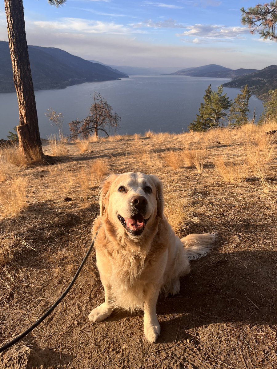 We can see the lake again now that the smoke has cleared #kelowna #GoldenRetrievers