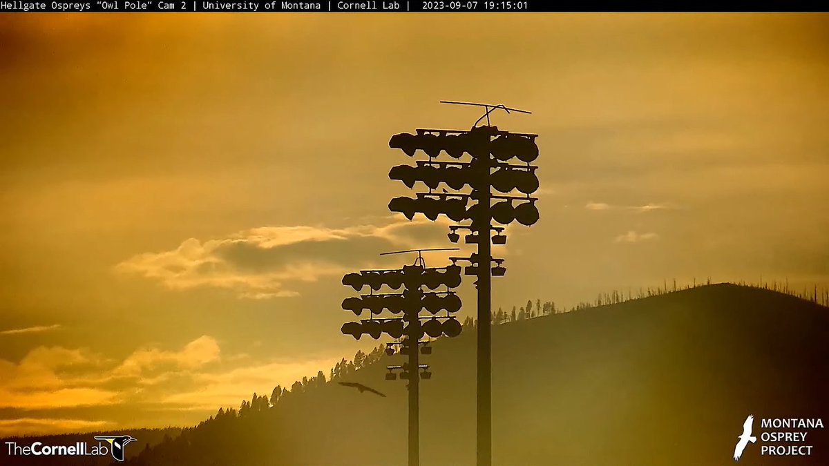 HellgateOsprey's tweet photo. 19:15, 9/7 And there she goes. We assume it is Iris. #HellgateOsprey https://t.co/czVX8RGafz