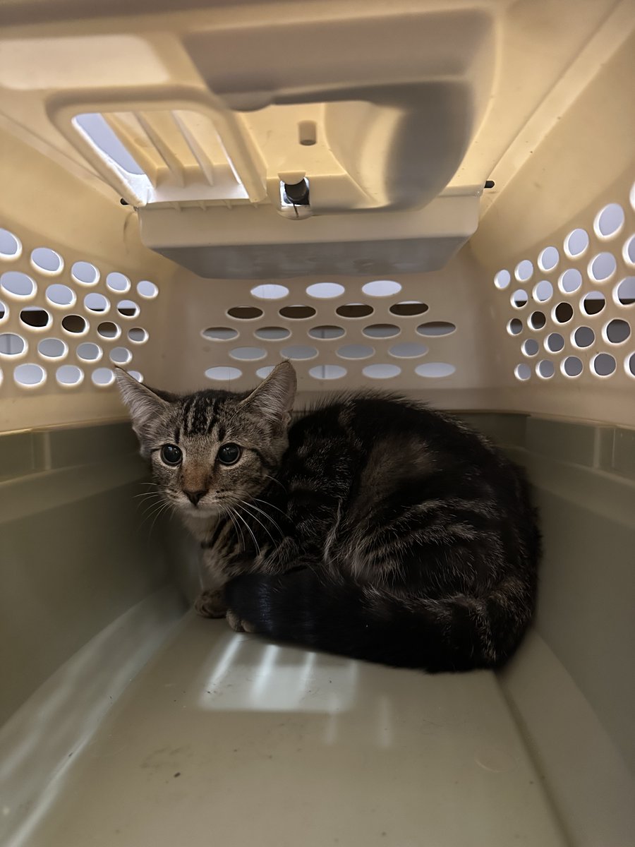 AUG_Libraries's tweet photo. Library staff at the Greenblatt Library successfully (and humanely) trapped 3 adorable kittens that had been exploring the Health Sciences campus recently. They were adopted by Shannon Terral who took them to the vet for their first set of shots and is spoiling them rotten. https://t.co/a3YiBFprPC