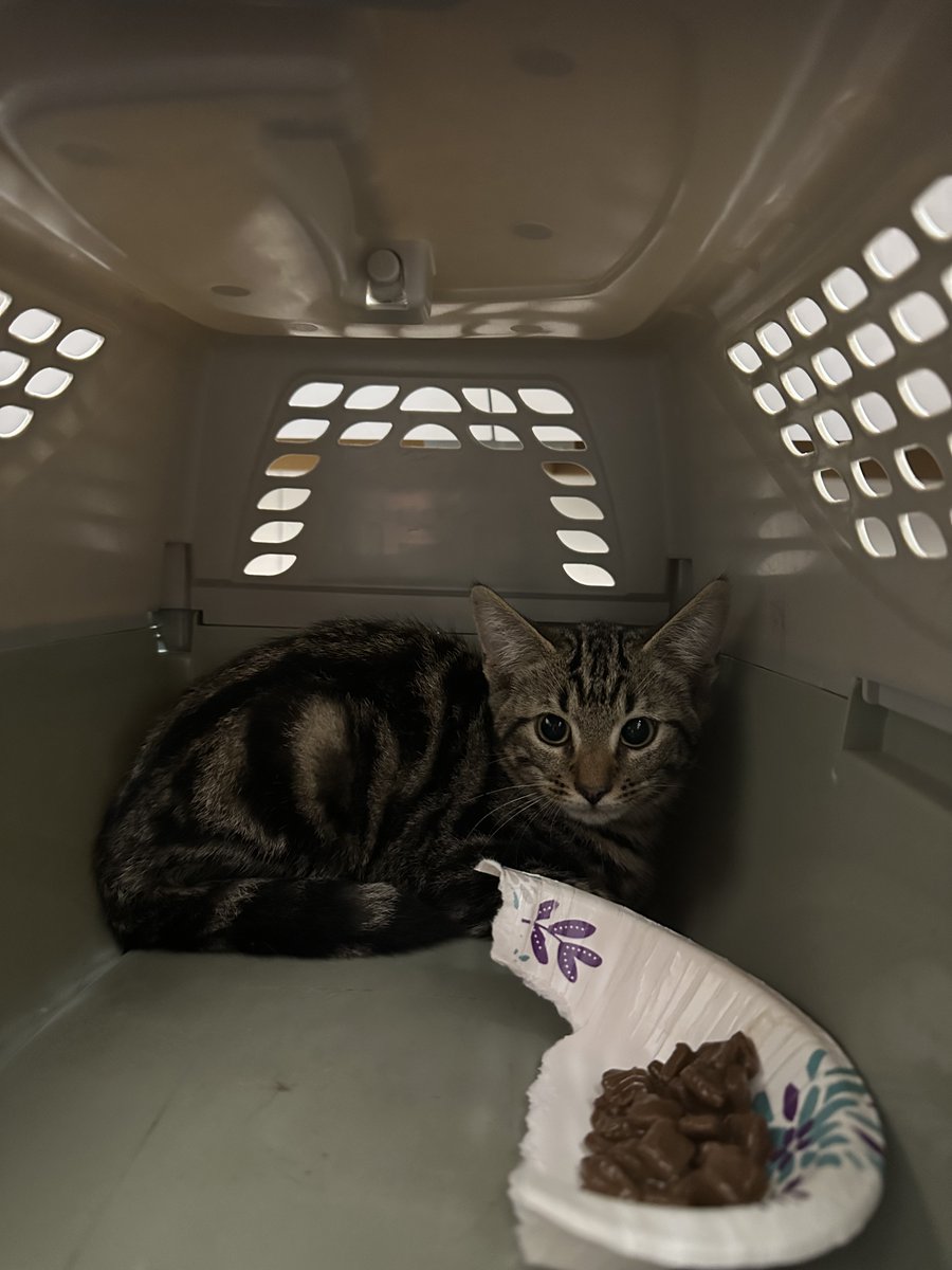 AUG_Libraries's tweet photo. Library staff at the Greenblatt Library successfully (and humanely) trapped 3 adorable kittens that had been exploring the Health Sciences campus recently. They were adopted by Shannon Terral who took them to the vet for their first set of shots and is spoiling them rotten. https://t.co/a3YiBFprPC